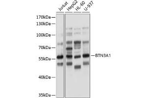 Western blot analysis of extracts of various cell lines, using BTN3 antibody (0288) at 1:1000 dilution. (BTN3A1 anticorps  (AA 40-250))