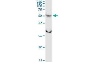CSGALNACT2 MaxPab rabbit polyclonal antibody.