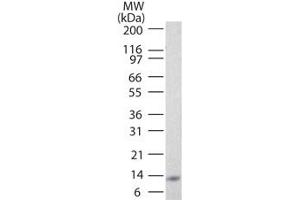 Image no. 1 for anti-Interleukin 25 (IL25) antibody (ABIN959944) (IL-25 anticorps)