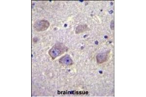 WDR27 Antibody (N-term) (ABIN655738 and ABIN2845185) immunohistochemistry analysis in formalin fixed and paraffin embedded human brain tissue followed by peroxidase conjugation of the secondary antibody and DAB staining. (WDR27 anticorps  (N-Term))