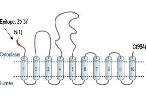 Representative domain view of the target of ABIN7042953.