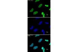 Histone H3K27me3 antibody (pAb) tested by immunofluorescence. (Histone 3 anticorps  (H3K27me3))