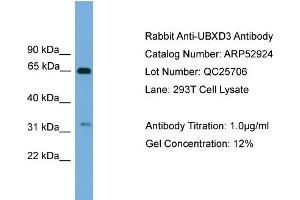 WB Suggested Anti-UBXD3  Antibody Titration: 0.
