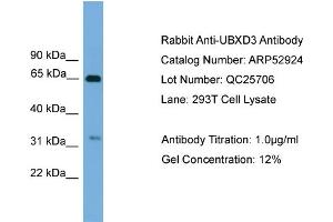 WB Suggested Anti-UBXD3  Antibody Titration: 0. (UBXN10 anticorps  (Middle Region))
