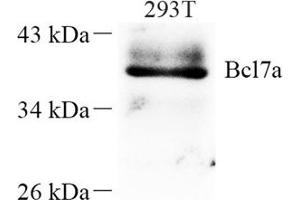 Western blot analysis of Bcl7a (ABIN7073173) at dilution of 1: 250 (BCL7A anticorps)