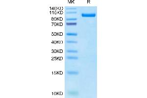 Cynomolgus PTK7 on Tris-Bis PAGE under reduced condition.