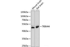 Western blot analysis of extracts of various cell lines using TRIM44 Polyclonal Antibody at dilution of 1:1000. (TRIM44 anticorps)