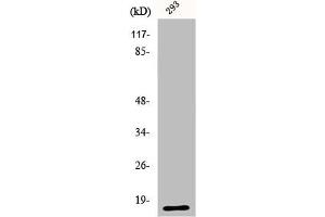 Western Blot analysis of 293 cells using ECP Polyclonal Antibody (RNASE3 anticorps  (C-Term))