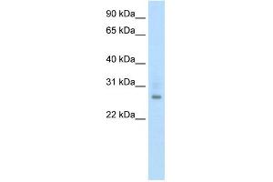 WB Suggested Anti-ATF1 Antibody Titration:  0. (AFT1 anticorps  (N-Term))