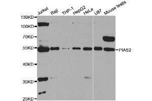 Western Blotting (WB) image for anti-Protein Inhibitor of Activated STAT, 2 (PIAS2) antibody (ABIN1876855) (PIAS2 anticorps)