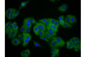 Immunofluorescence staining of HepG2 cells with ABIN7170247 at 1:133, counter-stained with DAPI.
