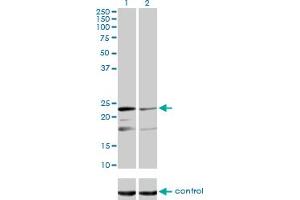 Western Blotting (WB) image for anti-Mitochondrial Ribosomal Protein L12 (MRPL12) (AA 1-199) antibody (ABIN598585) (MRPL12 anticorps  (AA 1-199))