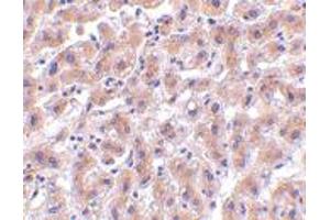 Immunohistochemistry of HTRA2 in human liver tissue with HTRA2 polyclonal antibody  at 2 ug/mL . (HTRA2 anticorps  (C-Term))