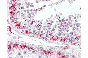 Anti-LYZL1 antibody IHC staining of human testis.