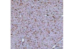 IHC analysis of CCXCR1/XCR1 using anti-CCXCR1/XCR1 antibody (ABIN7600872).