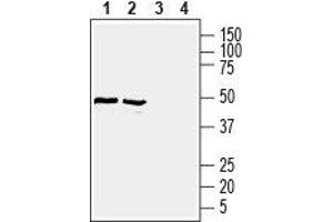 Western blot analysis of rat (lanes 1 and 3) and mouse (lanes 2 and 4) brain lysates: - 1,2.