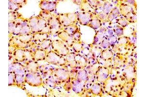 IHC image of ABIN7174989 diluted at 1:300 and staining in paraffin-embedded human salivary gland tissue performed on a Leica BondTM system.