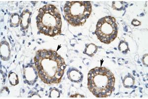 Human kidney; RFP2 antibody - middle region in Human kidney cells using Immunohistochemistry (TRIM13 anticorps  (Middle Region))