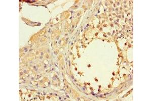 Immunohistochemistry of paraffin-embedded human testis tissue using ABIN7165770 at dilution of 1:100 (LTV1 anticorps  (AA 201-475))