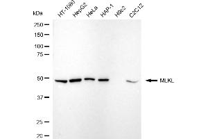 anti-Mixed Lineage Kinase Domain-Like (MLKL) antibody
