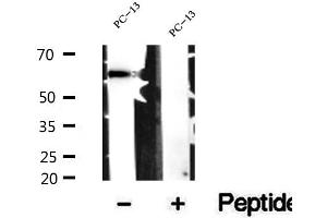 Western blot analysis of extracts of PC-13 cells, using SMOX antibody. (SMOX anticorps  (Internal Region))