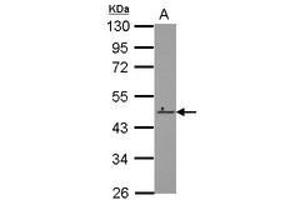 Image no. 1 for anti-Zinc Finger Protein 550 (ZNF550) (AA 37-290) antibody (ABIN1501849) (ZNF550 anticorps  (AA 37-290))