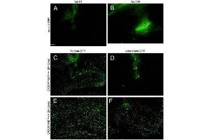 Immuno-Fluorescence of Biotin Mouse anti-GFP antibody.