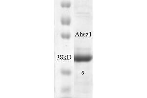 SDS-PAGE of native human 38 kDa Aha1 protein (ABIN1686714, ABIN1686715 and ABIN1686716). (AHSA1 Protéine)