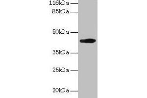 Western blot All lanes: H2-D1 antibody at 2 μg/mL + A549 whole cell lysate Secondary Goat polyclonal to rabbit IgG at 1/10000 dilution Predicted band size: 42 kDa Observed band size: 42 kDa (H2-D1 anticorps  (AA 25-311))