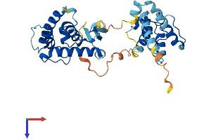 AlphaFold protein structure predicition of Human Recombinant PARVG Protein, UniprotID Q9HBI0
