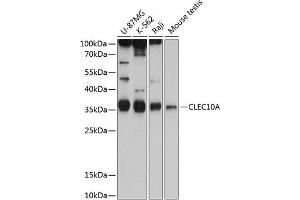 Western blot analysis of extracts of various cell lines, using CD301/CLEC10A antibody (ABIN6130073, ABIN6138696, ABIN6138697 and ABIN6215492) at 1:1000 dilution. (CLEC10A anticorps  (AA 60-180))