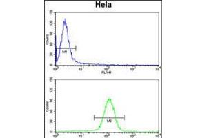 Flow cytometry analysis of Hela cells (bottom histogram) compared to a negative control cell (top histogram). (UHRF1 anticorps  (AA 229-257))