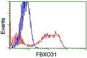 HEK293T cells transfected with either RC203518 overexpress plasmid (Red) or empty vector control plasmid (Blue) were immunostained by anti-FBXO31 antibody (ABIN2455309), and then analyzed by flow cytometry. (FBXO31 anticorps)