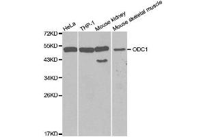 Western blot analysis of extracts of various cell lines, using ODC1 antibody. (ODC1 anticorps  (AA 1-280))