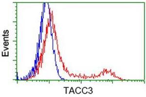 Image no. 5 for anti-Transforming, Acidic Coiled-Coil Containing Protein 3 (TACC3) antibody (ABIN1498095) (TACC3 anticorps)