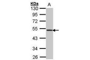 Image no. 1 for anti-Chemokine (C-X-C Motif) Receptor 5 (CXCR5) (AA 194-256) antibody (ABIN467397) (CXCR5 anticorps  (AA 194-256))