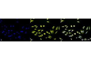 Immunocytochemistry/Immunofluorescence analysis using Rabbit Anti-AHA2 Polyclonal Antibody . (HA2 anticorps  (APC))