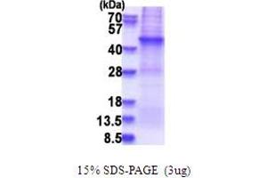 SDS-PAGE (SDS) image for Actin Filament Associated Protein 1 (AFAP1) (AA 250-590) protein (His tag) (ABIN5853720)