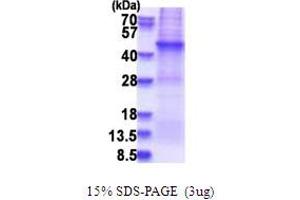 SDS-PAGE (SDS) image for Actin Filament Associated Protein 1 (AFAP1) (AA 250-588) protein (His tag) (ABIN5853720) (AFAP Protein (AA 250-588) (His tag))