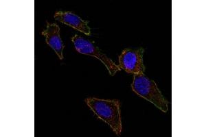 Confocal Immunofluorescent analysis of SK-OV-3 cells using AF488-labeled EpCAM Mouse Monoclonal Antibody (EGP40/826) (Green). (EpCAM anticorps  (N-Term))