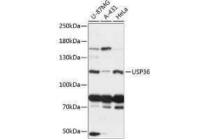 Western blot analysis of extracts of various cell lines, using USP36 antibody (ABIN6128894, ABIN6150019, ABIN6150020 and ABIN6216987) at 1:3000 dilution. (USP36 anticorps  (AA 1-120))
