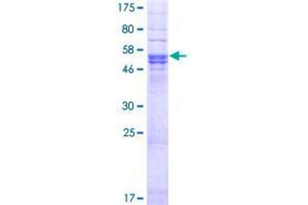 TMEM176B Protein (AA 1-270) (GST tag)