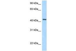 Image no. 1 for anti-F-Box and Leucine-Rich Repeat Protein 8 (FBXL8) (AA 53-102) antibody (ABIN6747908) (FBXL8 anticorps  (AA 53-102))