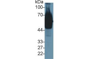 Western Blot; Sample: Mouse Stomach lysate; Primary Ab: 1µg/ml Rabbit Anti-Mouse GP73 Antibody Second Ab: 0. (GOLM1 anticorps  (AA 133-379))
