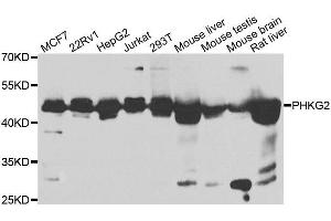 Western blot analysis of extracts of various cell lines, using PHKG2 antibody. (PHKG2 anticorps  (AA 237-406))