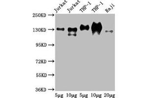 Western Blot Positive WB detected in: Jurkat whole cell lysate, THP-1 whole cell lysate, Raji whole cell lysate All lanes: CD31 antibody at 2. (CD31 anticorps  (AA 28-315))