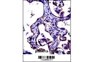 CD97 Antibody immunohistochemistry analysis in formalin fixed and paraffin embedded human placenta tissue followed by peroxidase conjugation of the secondary antibody and DAB staining. (CD97 anticorps  (C-Term))