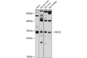 Western blot analysis of extracts of various cell lines, using DECR2 antibody (ABIN7265318) at 1:1000 dilution. (DECR2 anticorps  (AA 140-240))