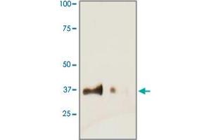 Tissue lysate from mouse heart was resolved onto 12% SDS-PAGE and transferred onto NC Membrane, then probed by TNNT2 polyclonal antibody  at 1 : 500, right lane.