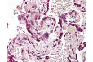 Anti-SODD / BAG4 antibody IHC of human placenta. (BAG4 anticorps  (AA 349-363))